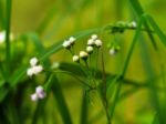 Little Ironweed Or Purple Fleabane Stock Photo