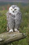 Snowy Owl Stock Photo