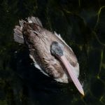 Fuengirola, Andalucia/spain - July 4 : Spot-billed Pelican (pele Stock Photo