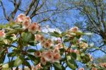 Rhododendron Stock Photo