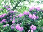 Rhododendron-flowers In The Park Stock Photo