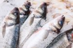 Fresh Fish Closeup At The Seafood Market Stock Photo