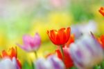 Tulip Garden Stock Photo