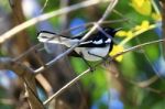 Robin, Oriental Magpie Robin, Shama Stock Photo