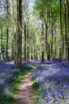 Bluebells In Wepham Woods Stock Photo