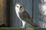 Barn Owl Stock Photo