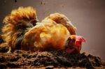 Chicken Relaxing On Dirt Ground Against Beautiful Lighting Stock Photo