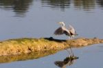 Grey Heron Just Landed Stock Photo