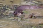 Otter Swimming Stock Photo