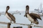 Brown Pelican (pelecanus Occidentalis) Stock Photo