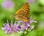 Photo Of A Beautiful Butterfly Sitting On Flowers Stock Photo