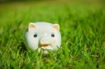 Piggy Bank Stock Photo