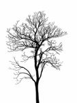 Dead Tree Without Leaves Isolated Stock Photo