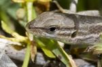 Large Psammodromus (psammodromus Algirus) Lizard Stock Photo