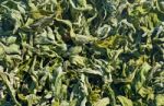 Leaves Of Dried Wild Mint Stock Photo