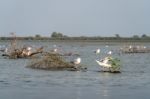 Seagulls Standing On A Submerged Tree In The Danube Delta Stock Photo