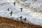 A Flock Of Turnstones (arenaria Interpres) Flying Along The Beac Stock Photo