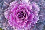 Red Decorative Cabbage Stock Photo