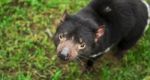 Tasmanian Devil Found During The Day In Tasmania Stock Photo