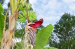 Green Bananas In The Organic Garden Plant Stock Photo