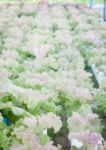 Red Coral Plants On Hydrophonic Farm Stock Photo