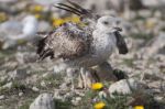 Young Seagulls Near The Cliffs Stock Photo