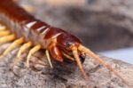 Centipede Stock Photo