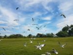 Flock Of Birds Stock Photo