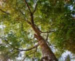 Big Tree Low Angle View.under The Tree In Forest And Sky Backgro Stock Photo