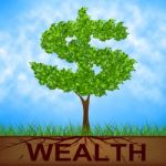 Wealth Tree Shows American Dollars And Branch Stock Photo