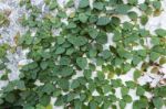 Green Creeper Plant On Wall Stock Photo