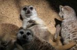 Meerkat Or Suricate (suricata Suricatta) Stock Photo