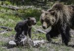 Baby Grizzly Looking To Tourist At Yellowstone National Park Stock Photo