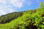 Scenic Nature Doi Mae Uko Mountain Stock Photo