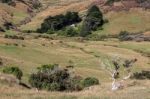 Otago Peninsula Stock Photo