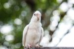 Portrait Of Cockatiel Stock Photo