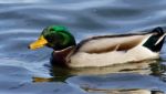 Beautiful Image Of A Mallard Swimming In Lake Stock Photo