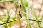 Yellow And Black Pattern Dragon Fly On Grass Stock Photo