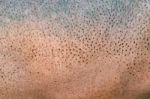 Hippopotamus Skin Stock Photo