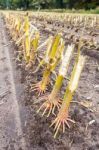 Row Of  Cut Corn Subbles On Soil Stock Photo