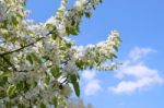 The Blooming Of Apple Trees Stock Photo