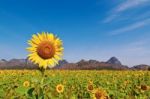 Sunflower Field Stock Photo