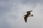 Eurasian Curlew (numenius Arquata) Stock Photo