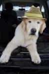 Stylish Summer Hat Stock Photo