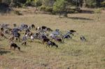 Herd Of Goats In A Pasture Stock Photo