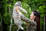 Women Hold Baby White Bengal Tiger Stock Photo