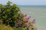 Pink Valerian (valeriana Officinalis) Growing On Cliffs At Eastb Stock Photo