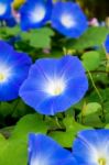 Blue Morning Glory Stock Photo