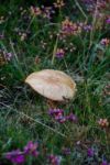 Mushroom Amongst Heather Stock Photo