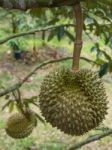 Fresh Durian On Durian Tree In Ease Of Thailand Stock Photo